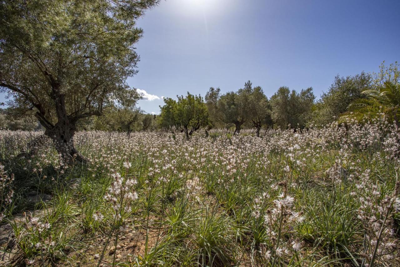 Finca Barons ブニョラ エクステリア 写真